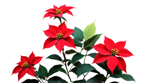 christmas flower,flower of christmas,xmas plant,poinsettia,flower christmas,poinsettias,christmas bells,christmas background,poinsettia flower,christmas rose,flower of december,christmas border,red snowflake,christmasbackground,red gift,christmas wallpaper,christmas motif,christmas stars,advent star,christmas colors,Illustration,Black and White,Black and White 20