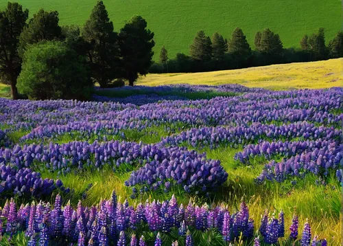 lupines,lavender fields,lavender field,lavender flowers,lavenders,alpine meadows,purple landscape,lavander,provence,alpine meadow,meadow landscape,lupins,field of flowers,mountain meadow,lupine,lavandula,the lavender flower,the valley of flowers,blanket of flowers,flower field,Art,Classical Oil Painting,Classical Oil Painting 33