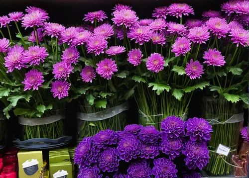 Describe the scent of a violet chrysanthemum in a bustling flower shop on a rainy day.,purple chrysanthemum,violet chrysanthemum,pink chrysanthemums,purple dahlias,dianthus,farmers market flowers,spri