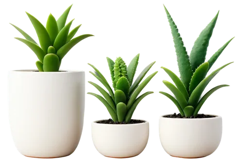 potted plants,hostplant,hostplants,sansevieria,plantes,aloes,green plants,house plants,dracaena,plants in pots,ornamental plants,potted plant,plant pots,small plants,houseplants,plantlets,tube plants,lomandra,aloe vera leaf,succulent plant,Conceptual Art,Sci-Fi,Sci-Fi 21