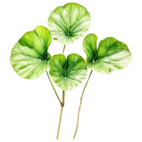 병풀 잎 수채화느낌으로
,spring leaf background,clover leaves,shamrock balloon,4-leaf clover,four-leaf clover,clovers,five-leaf clover,three leaf clover,four leaf clover,4 leaf clover,shamrock,a four leaf clover