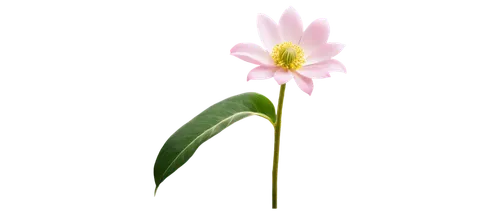 flowers png,lotus png,centaurium,crinum,minimalist flowers,lily flower,single flower,ikebana,flower illustration,flower background,laelia,small flower,autumnalis,guernsey lily,lotus ffflower,grass lily,sego lily,floral mockup,student flower,elven flower,Conceptual Art,Fantasy,Fantasy 07