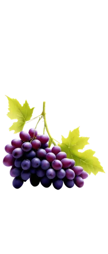 purple grapes,grapes,wine grapes,grapes grass lily,bright grape,vineyard grapes,red grapes,winegrape,table grapes,fresh grapes,wine grape,viognier grapes,blue grapes,bunch of grapes,grape leaf,grapevines,white grapes,grape bright grape,grape,beautyberry,Illustration,Black and White,Black and White 16