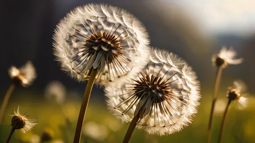 taraxacum,common dandelion,taraxacum officinale,dandelion background,cotton grass,dandelion flower,dandelions,dandelion seeds,dandelion,coltsfoot,dandelion flying,dandelion meadow,leucanthemum,taraxacum ruderalia,dandelion field,mayweed,teasel,meadow plant,flying dandelions,sun daisies,Photography,General,Natural