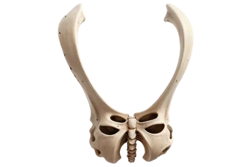 animal skull,skull sculpture,skull illustration,bird skull,cattle skull,skull mask,skull,hyoid,fetus skull,pelvis,skull bones,skull statue,cow skull,mylohyoid,skull with crown,boho skull,skulls bones,scull,craniopagus,buck antlers,Conceptual Art,Oil color,Oil Color 03