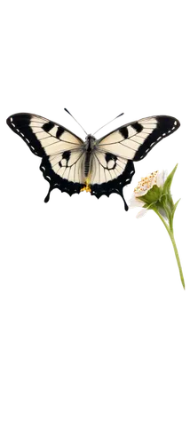 butterfly vector,papilio,palamedes swallowtail,butterfly clip art,lepidoptera,giant swallowtail,butterfly moth,cabbage white,cabbage white butterfly,melanargia,hybrid black swallowtail butterfly,lepidopterist,black-veined white butterfly,hesperia (butterfly),swallowtail,butterfly isolated,boxwood moth,papillon,little cabbage white butterfly,skipper (butterfly),Illustration,Retro,Retro 22