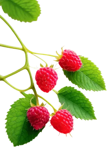 raspberry leaf,red raspberries,raspberry bush,strawberry plant,raspberries,strawberry tree,fragaria,berries,wild berries,strawberry flower,rubus,berry fruit,raspberry,red berries,wolfberries,lychees,berries fruit,fresh berries,marberry,red strawberry,Art,Classical Oil Painting,Classical Oil Painting 23