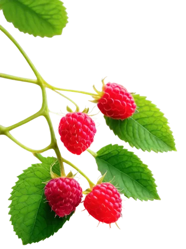 Raspberry fruit, red ripe, juicy, detailed texture, green leaves, stem attached, natural lighting, 3/4 composition, shallow depth of field, warm color tone, cinematic lighting, macro shot, close-up vi