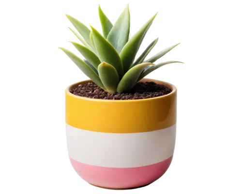 potted plant,plant pot,succulent plant,potted palm,flowerpot,terracotta flower pot,garden pot,wooden flower pot,pot plant,flower pot,succulent in dark red pot,potted tree,desert plant,hostplant,potted,flower pot holder,aloe,container plant,small plant,planter,Conceptual Art,Graffiti Art,Graffiti Art 03