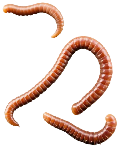 roundworms,corn snake,pylori,roundworm,leptospira,tapeworm,tapeworms,wormlike,campylobacter,polychaetes,betaproteobacteria,flagella,worms,sphyrna,ercp,flagellum,millipede,klebsiella,ophiusa,azoospermia,Illustration,American Style,American Style 04