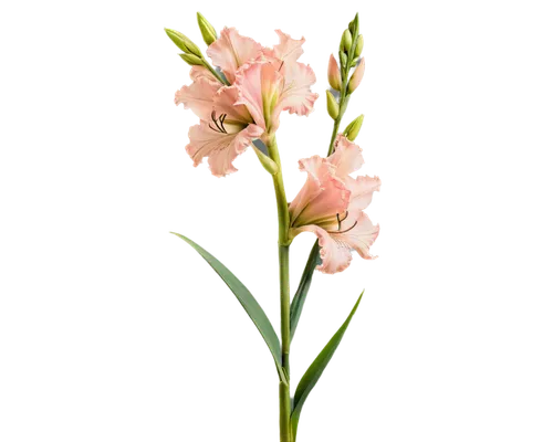 Gladiolus flower, pink petals, ruffled edges, tall stem, green leaves, delicate texture, soft lighting, 3/4 composition, shallow depth of field, warm color tone, cinematic lighting, transparent backgr