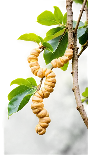 Cashew tree, tropical atmosphere, green leaves, twisted branches, thick trunk, rough bark, vibrant yellow cashews, morning dew, soft warm lighting, 3/4 composition, shallow depth of field, natural tex