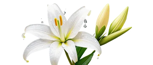 Delicate lily flower, white petals, yellow anthers, green stem, leaves curled around stem, water droplets on petals, soft focus, shallow depth of field, warm natural light, 3/4 composition, gentle gaz