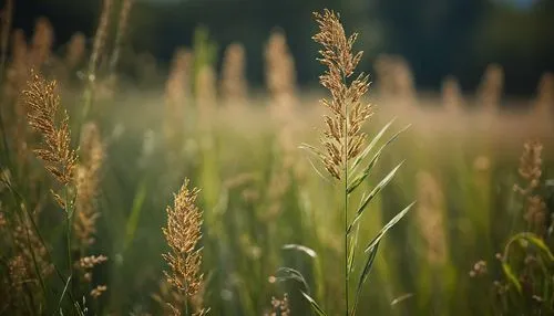 wheat grasses,wheat ears,wheat crops,reed grass,wheat ear,foxtail barley,wheat germ grass,sweet grass,long grass,green wheat,einkorn wheat,wheat field,rye in barley field,wheat fields,sweet grass plant,wheat grain,strands of wheat,barley field,strand of wheat,spikelets,Photography,General,Cinematic