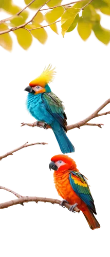 colorful birds,kingfishers,tropical birds,sunbirds,birds on a branch,eurasian kingfisher,river kingfisher,birds on branch,couple macaw,parrot couple,tanagers,mandarin ducks,blue-capped motmot,kingfisher,tropical bird,european bee eater,rare parrots,passerine parrots,parrots,macaws of south america,Photography,Artistic Photography,Artistic Photography 11