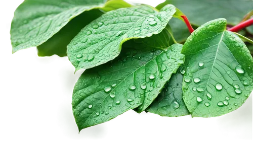 raspberry leaf,aaaa,holly leaves,naturopathic,aaa,naturopathy,psychotria,phytochemical,salal,rainy leaf,phytotherapy,parthenocissus,gum leaves,toxicodendron,erythroxylum,leaf background,thick-leaf plant,acalypha,currant leaves,spring leaf background,Conceptual Art,Fantasy,Fantasy 30