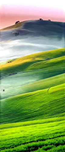 palouse,rolling hills,green fields,grasslands,plains,farmland,vista,toscana,gras,virtual landscape,windows wallpaper,grassland,green landscape,wheat field,fields,aviz,landscape,tuscan,colline,grain field,Illustration,Retro,Retro 26