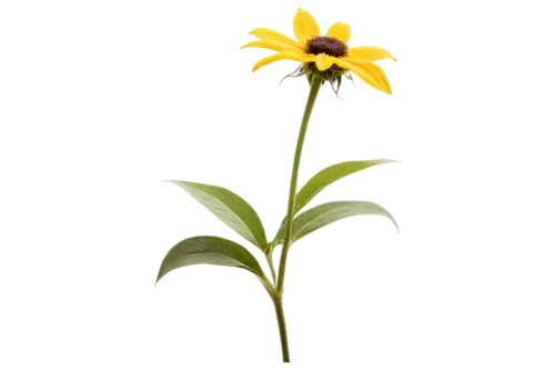 rudbeckia,small sun flower,rudbeckia nidita,rudbeckia fulgida,yellow flower,coreopsis,rudbeckia nitida,lampion flower,helianthus,flowers png,yellow calendula flower,sun flower,flower background,flower wallpaper,black-eyed susanne,single flower,erdsonne flower,yellow petal,helianthus occidentalis,coneflower,Conceptual Art,Graffiti Art,Graffiti Art 10