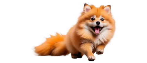 german spitz mittel,german spitz,german spitz klein,finnish spitz,finnish lapphund,swedish lapphund,icelandic sheepdog,indian spitz,pomeranian,shetland sheepdog tricolour,eurasier,rough collie,shetland sheepdog,dog shetland sheepdog,firefox,a fox,tervuren,japanese spitz,dhole,fox,Conceptual Art,Fantasy,Fantasy 15