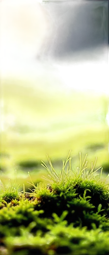 grass,green grass,grassy,grasslike,grass grasses,moss landscape,gras,cordgrass,block of grass,blade of grass,greengrass,blades of grass,dew on grass,halm of grass,moss,forest moss,long grass,turfgrass,yellow grass,green lawn,Illustration,Black and White,Black and White 33