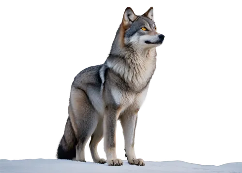 czechoslovakian wolfdog,saarloos wolfdog,northern inuit dog,sakhalin husky,greenland dog,kunming wolfdog,west siberian laika,tamaskan dog,wolfdog,east siberian laika,european wolf,canidae,canadian eskimo dog,seppala siberian sleddog,norwegian elkhound,canis lupus,swedish vallhund,norwegian buhund,canis lupus tundrarum,formosan mountain dog,Art,Classical Oil Painting,Classical Oil Painting 12