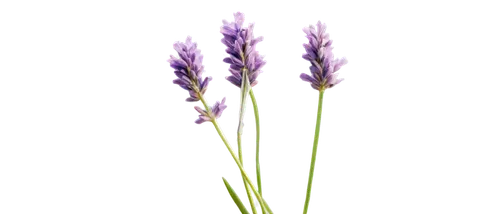 lavender flower,the lavender flower,lavandula,camassia,flowers png,lavender flowers,lavender oil,andropogon,lavendar,lavenders,stricta,stylidium,grape-grass lily,lavander,sweet grass plant,defends,lavenu,citronella,vervain,liatris,Illustration,Children,Children 06