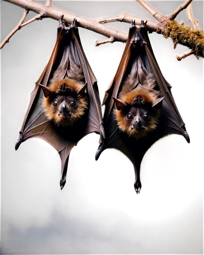 megabat,flying fox,pipistrelles,bats,hanging bat,fruit bat,tropical bat,big brown bat,little red flying fox,bat,common pipistrelle,bat smiley,vampire bat,ciconiiformes,little brown myotis,limb males,coraciiformes,osmeriformes,piciformes,lamniformes,Photography,Artistic Photography,Artistic Photography 04