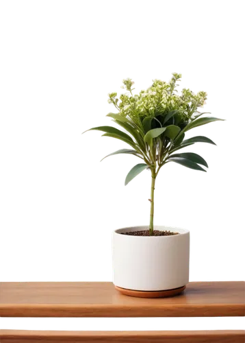 ikebana,wooden flower pot,potted plant,houseplant,plant pot,terracotta flower pot,flowerpot,bonsai,androsace rattling pot,bonsai tree,container plant,pot plant,garden pot,money plant,flower pot holder,indoor plant,potted palm,flower pot,potted tree,planter,Conceptual Art,Oil color,Oil Color 08