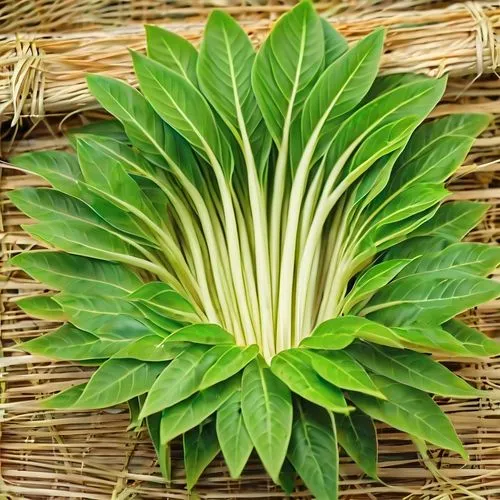 slatalla,araucariaceae,latifolium,ketupat,foliage leaf,cabbage leaves,Photography,General,Realistic