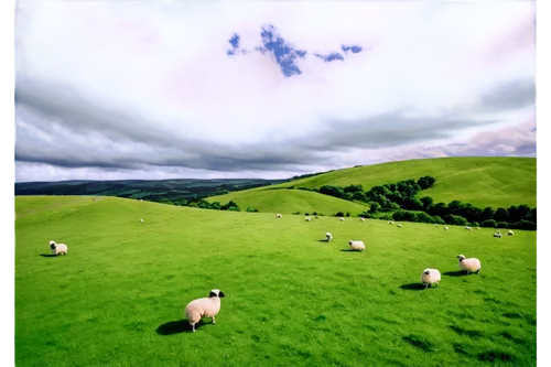 hinkes,shepherding,wensleydale,swaledale,shepherdesses,pastureland,flock of sheep,sheepfold,shearlings,wharfedale,shear sheep,the sheep,salatin,sheep,wiltshire,two sheep,longlands,ovine,grassland,a flock of sheep,Photography,Black and white photography,Black and White Photography 06