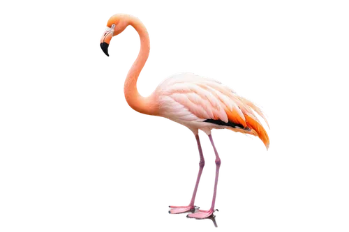 greater flamingo,flamingo,pink flamingo,flamingo couple,two flamingo,flamingo pattern,flamingo with shadow,flamingos,lawn flamingo,cuba flamingos,bird png,crane-like bird,flamingoes,grey neck king crane,pink flamingos,platycercus,ibis,stork,crane,bird illustration,Art,Artistic Painting,Artistic Painting 30