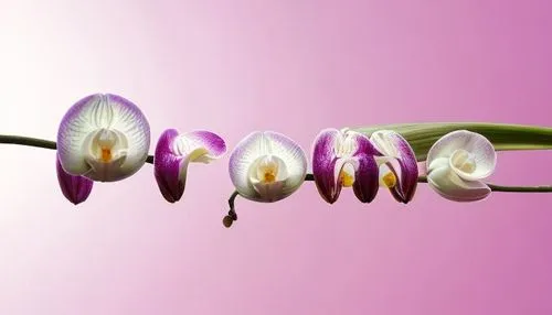 flowers png,tulip background,floral digital background,flower background,orchid flower,soprano lilac spoon,tulpenbüten,bookmark with flowers,orchids,orchid,crocus flowers,mixed orchid,flower illustrative,moth orchid,crocuss,phalaenopsis,spring crocus,crocuses,crocus,floral background,Realistic,Flower,Orchid