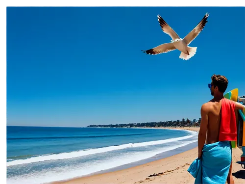 seagull,pacific gull,indian sea gull,flying sea gulls,sea gull,sea gulls,seagull in flight,seagulls,gaviotas,mona vale,seagull flying,seagle,seabird,caloundra,coogee,larus,sea birds,surathkal,collaroy,seagulls birds,Illustration,Realistic Fantasy,Realistic Fantasy 29