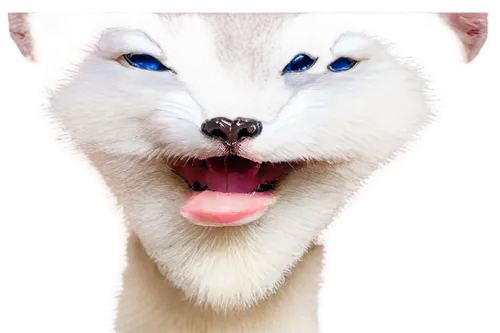 white fox,fennec fox,white cat,fennec,arctic fox,cat tongue,anf,funny cat,siamese cat,colotti,miqdad,ermine,miqati,foxl,atunyote,kihon,sand fox,albino bennetts wallaby,felidae,cat frame,Conceptual Art,Daily,Daily 01