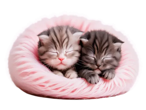 kittens,catnaps,baby cats,warm and cozy,curled up,kittenish,two cats,cute cat,kitties,catnap,sleeping cat,mignons,napping,cat kawaii,cuddled up,kitten asleep in a pot,cute animals,cozier,sleepytime,tabbies,Illustration,Vector,Vector 03