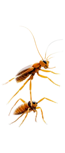 Small flea, macro shot, close-up, shiny exoskeleton, brown body, long antennae, compound eyes, tiny legs, jumping pose, white background, soft focus, natural lighting, high contrast, detailed texture.