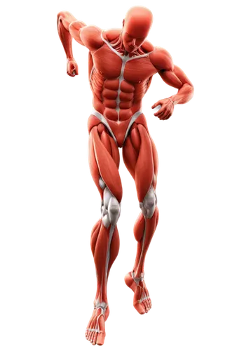 muscular system,musculoskeletal,glucosamine,musculature,human body anatomy,biomechanically,dermatome,muscularity,intermuscular,osteopathic,stanozolol,polykleitos,adductor,latissimus,osteopath,osteoporotic,the human body,rhabdomyolysis,osteoarthritis,vasodilation,Photography,Fashion Photography,Fashion Photography 13