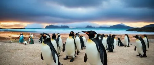 king penguins,penguin parade,penguins,african penguins,emperor penguins,donkey penguins,antarctic,king penguin,penguin couple,falkland islands,emperor penguin,penguin chick,gentoo,snares penguin,antartica,gentoo penguin,antarctica,boulders beach,penguin,galapagos islands