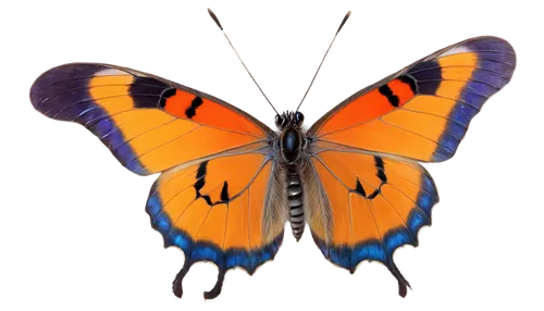 Colorful butterfly, flying, solo, delicate wings, vibrant orange, blue, yellow, purple, black veins, slender body, large eyes, antennae, transparent wings, soft focus, shallow depth of field, warm lig