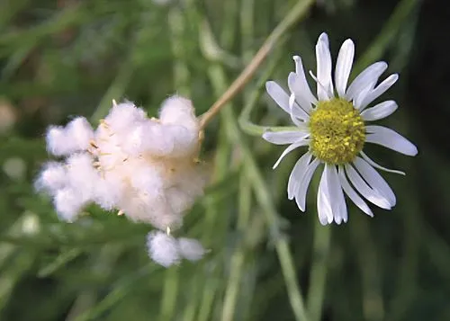 Lasiospermum bipinnatum flower, cotton at the back,crepis paludosa,mayweed,small white aster,camomile flower,leucanthemum,aster tongolensis,common daisy,oxeye daisy,ox-eye daisy,tanacetum parthenium,c