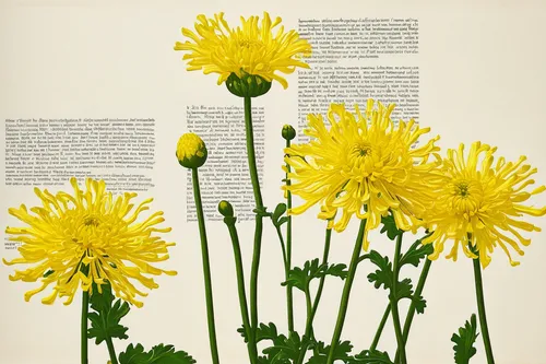 crepis paludosa,hieracium,xerochrysum bracteatumm,chrysanthemum grandiflorum,wild chrysanthemum,doronicum orientale,yellow chrysanthemum,taraxacum officinale,sonchus oleraceus,yellow chrysanthemums,chrysanthemum exhibition,siberian chrysanthemum,trollius download,euryops pectinatus,garland chrysanthemum,taraxacum,tanacetum,chrysanths,taraxacum ruderalia,korean chrysanthemum,Conceptual Art,Daily,Daily 18