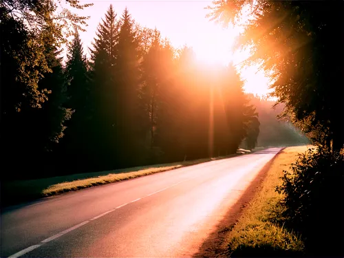 road,evening sun,backroad,forest road,country road,open road,the road,asphalt road,summersun,goldenlight,empty road,long road,bright sun,sunrays,sun light,boulevard,strasse,morning sun,mountain road,roadside,Photography,Black and white photography,Black and White Photography 08