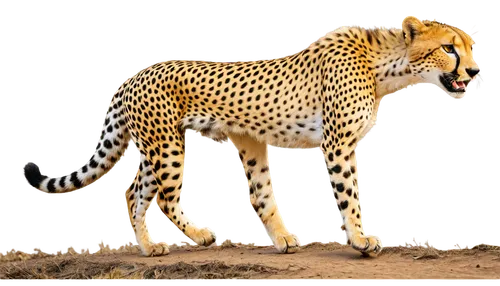 cheetor,cheetah,cheeta,kgalagadi,gepard,serengeti,mahlathini,leopardus,mvula,jangi,cheetah cub,zwelithini,ruaha,sibaya,katoto,pejeta,cheetahs,acinonyx,hosana,babiker,Unique,Paper Cuts,Paper Cuts 06