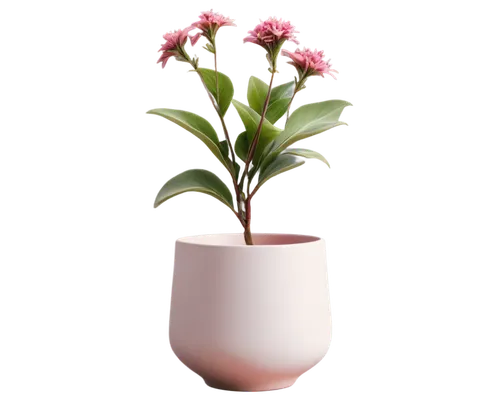 terracotta flower pot,pink hyacinth,flower vase,androsace rattling pot,flowerpot,flowers png,ikebana,wooden flower pot,flower pot,flower pot holder,adenium,flower vases,centaurium,plant pot,vase,pink lisianthus,monocotyledon,potted plant,garden pot,gymea lily,Art,Classical Oil Painting,Classical Oil Painting 21