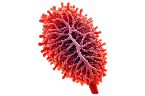 splenomegaly,vasculature,hypercholesterolemia,microvascular,perivascular,emphysema,hepatosplenomegaly,alveoli,hepatocellular,pleuropneumonia,papillae,arteriole,haemochromatosis,vascularization,human cardiovascular system,pneumoconiosis,lipoprotein,tachypnea,pneumococcal,bronchial,Illustration,Paper based,Paper Based 13