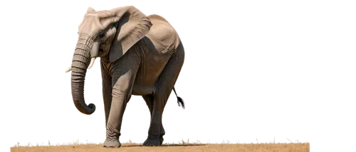 african elephant,african bush elephant,water elephant,circus elephant,pachyderm,elephant,olifant,asian elephant,elephantmen,elephantine,african elephants,silliphant,loxodonta,elefant,triomphant,elephas,elephants,elefante,elephant tusks,pachyderms,Illustration,American Style,American Style 03