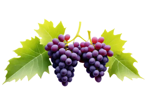 grapes icon,purple grapes,wine grape,table grapes,grape seed extract,wine grapes,grapes,grape vine,grape hyancinths,red grapes,fresh grapes,vitis,vineyard grapes,grapevines,cluster grape,grape seed oil,blue grapes,currant decorative,grape vines,white grapes,Photography,Documentary Photography,Documentary Photography 08