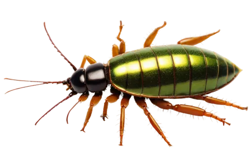 brown roach, shiny exoskeleton, tiny antennae, six legs, compound eyes, dark brown spots, greenish-yellow belly, realistic texture, macro photography, high-angle shot, soft focus, natural lighting, ci