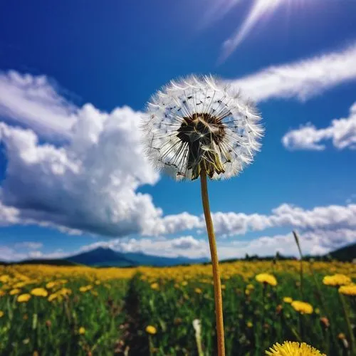 dandelion background,dandelion field,dandelion,dandelion flower,dandelion flying,dandelion meadow,taraxacum,common dandelion,dandelions,flying dandelions,taraxacum officinale,dandelion parachute ball,taraxacum ruderalia,black and dandelion,chamomile in wheat field,helianthus,dandelion seeds,helianthus sunbelievable,hawkbit,pollino,Photography,Documentary Photography,Documentary Photography 09