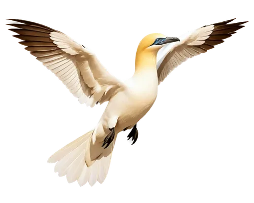 dove of peace,fairy tern,crested terns,bird png,doves of peace,aguiluz,royal tern,tropicbird,northern gannet,holy spirit,peace dove,gannet,white dove,cape gannet,tern bird,seagull in flight,tropicbirds,white eagle,tern,bird in flight,Illustration,Black and White,Black and White 08